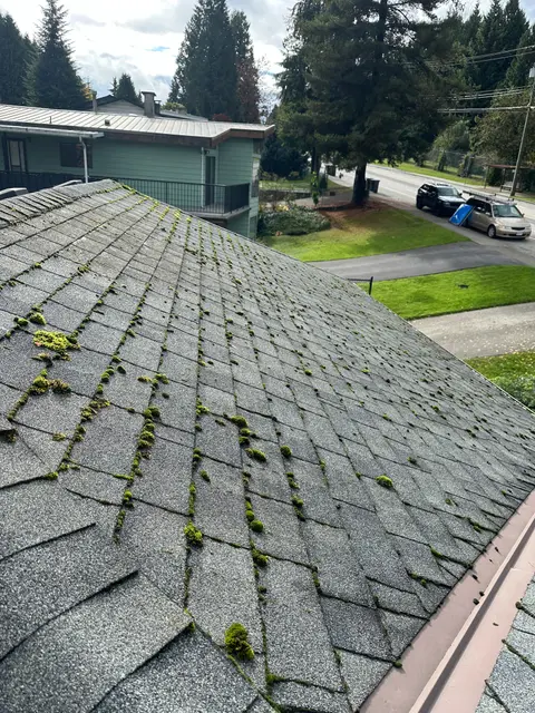 Moss on shingles before moss removal