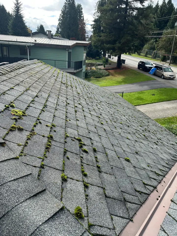 Moss on shingles before cleaning